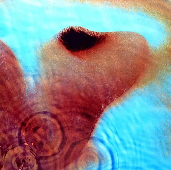 Pink Floyd - Meddle (1971)